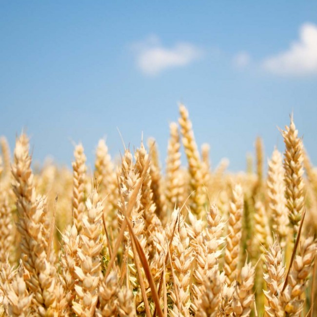 Les bienfaits insoupçonnés du germe de blé sur la santé - DIETIS